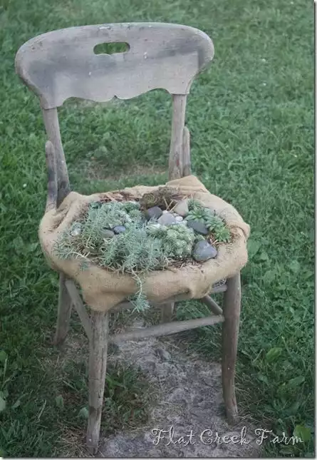 Succulent old chair