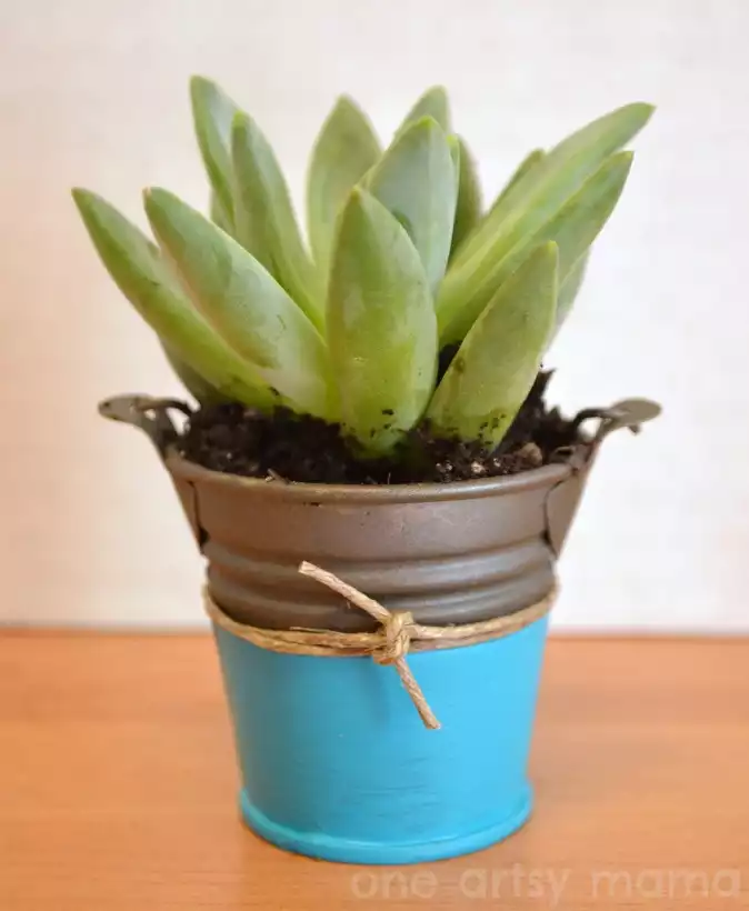 Succulent planter bold dipped paint