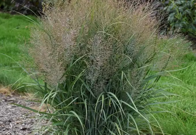 Switchgrass