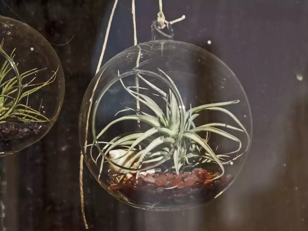 Terrarium For Air Plants 