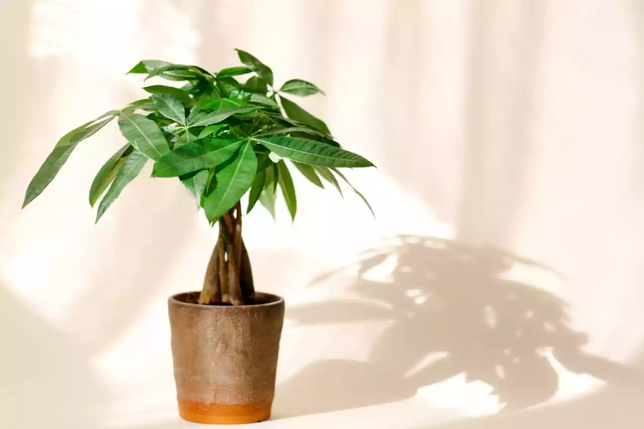 These 7 Houseplants Will Bring You Good Luck in the New Year