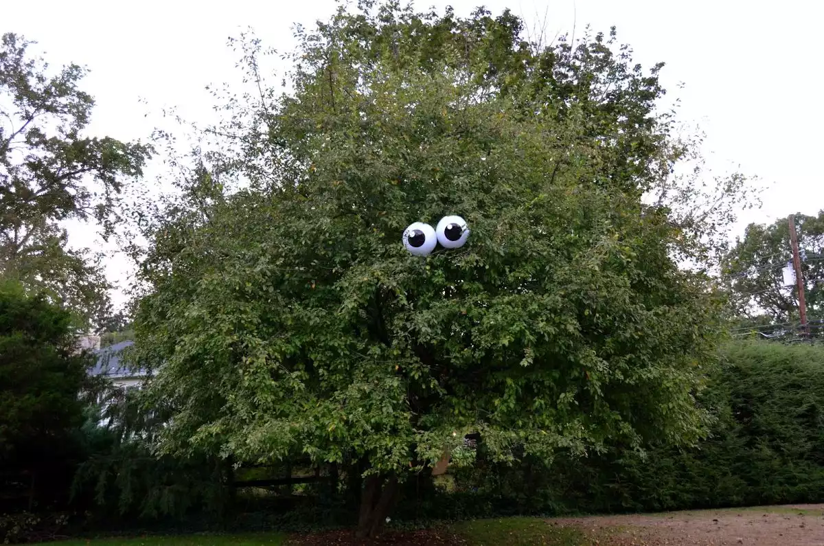 Tree googly eyes