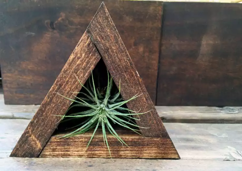 Triangle wood air plant