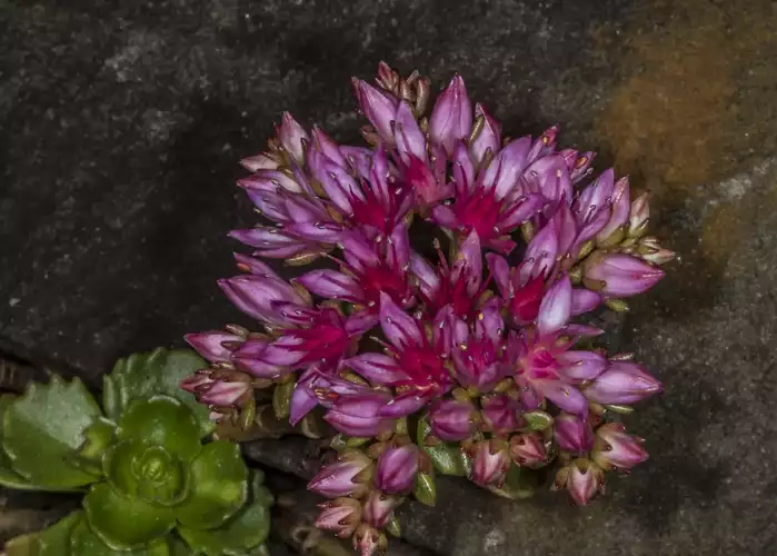 Two row stonecrop (Sedum spurium)