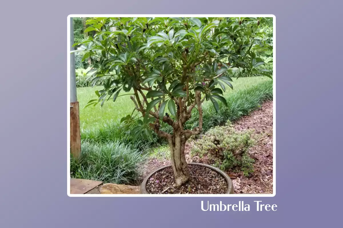 Umbrella Tree