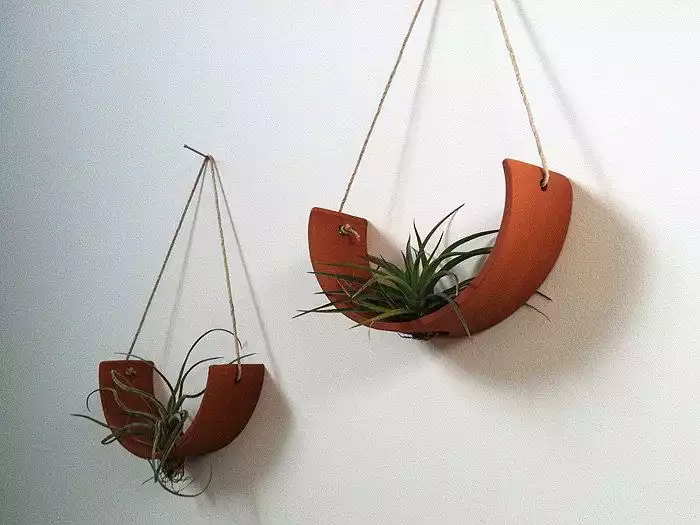 Wall hanging air plant natural