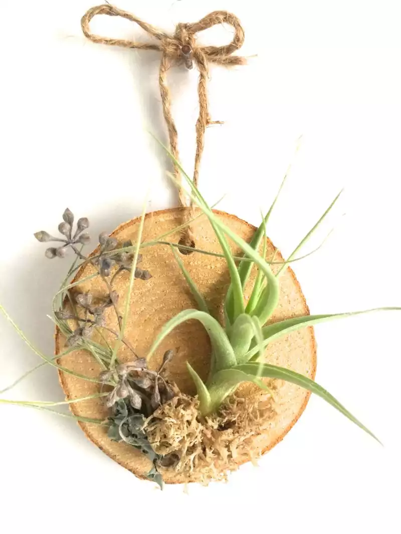 Wall hanging air plant on a wooden slice