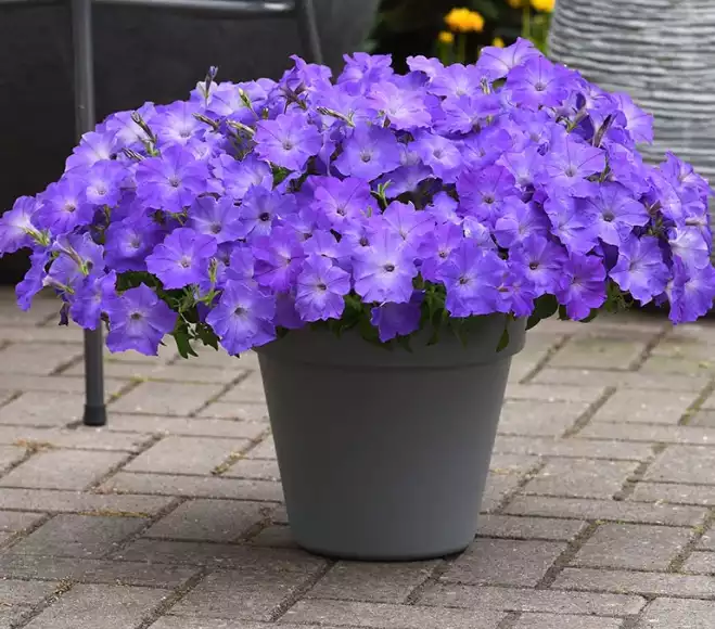 Wave Blue Petunia