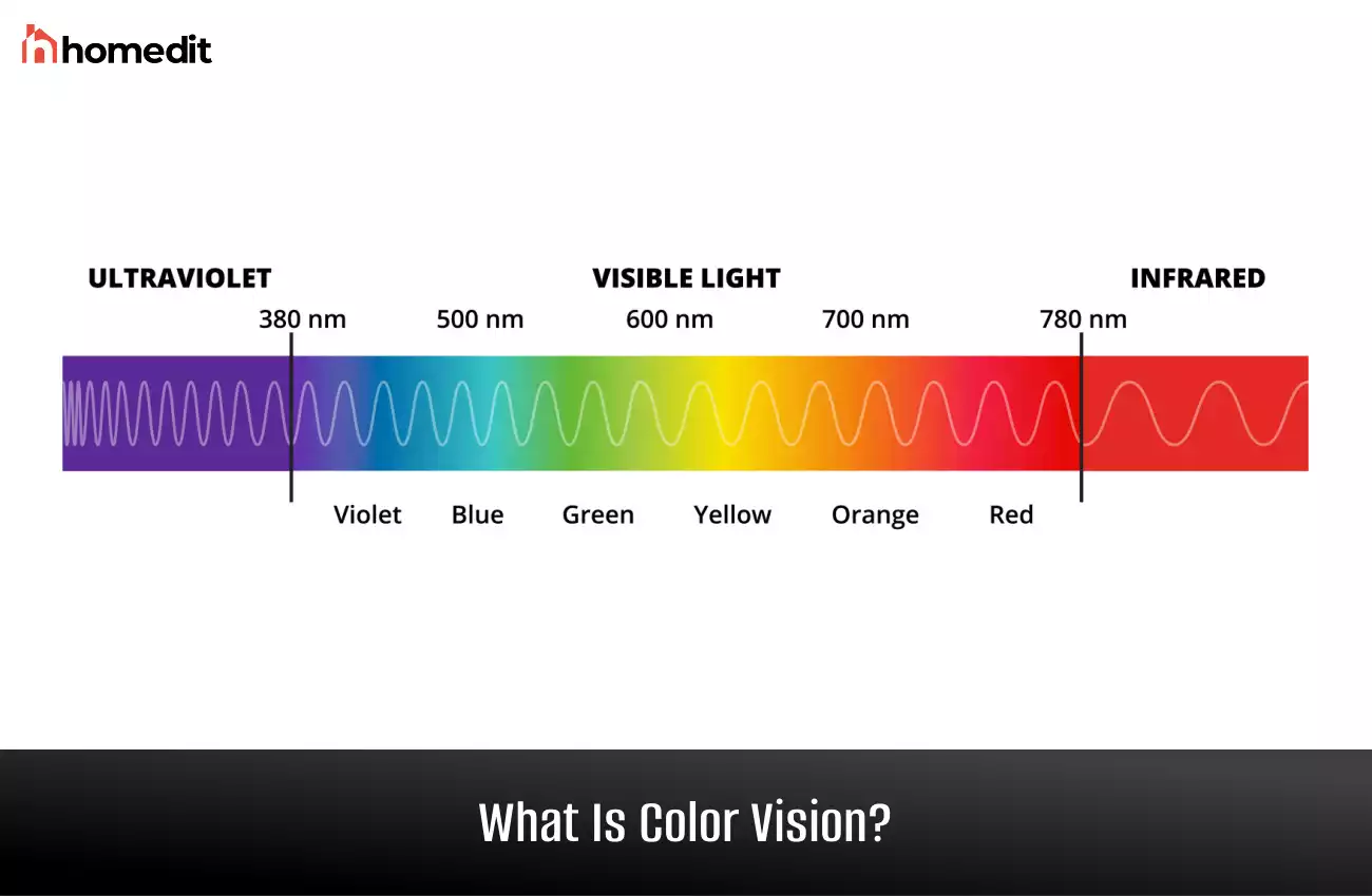 Color Vision: The Science Behind How We See Color