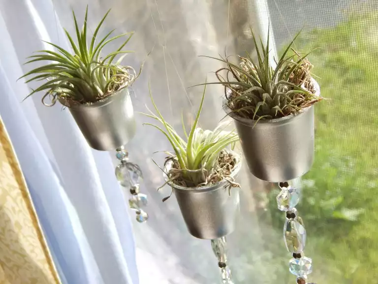 Window hanging air plants