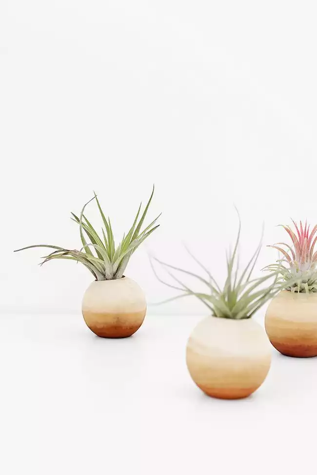 Wood air plant pots