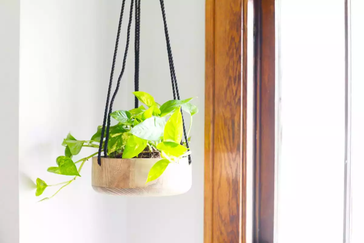 Hanging Planter