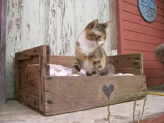 Cat bed from pallets