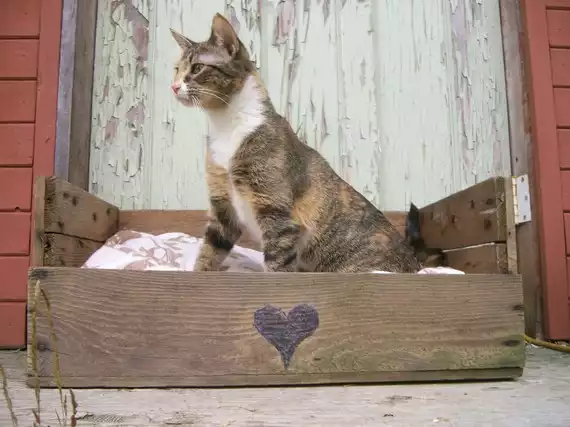 Cat bed from pallets