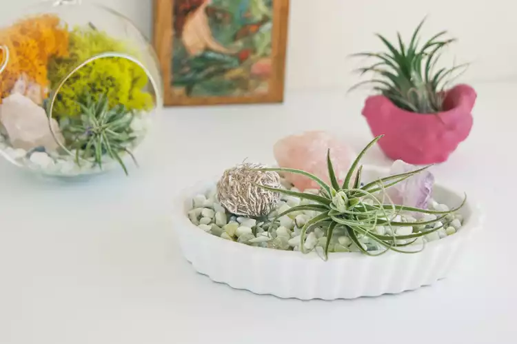 make your own mini air plant