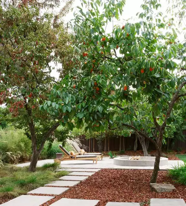 Persimmon trees backyard