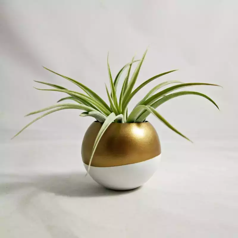 Sphere succulent air plant