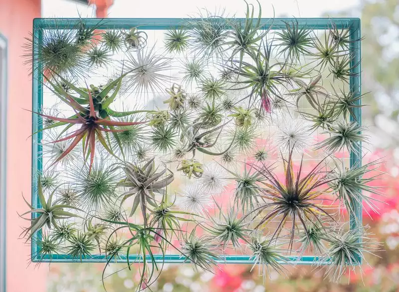 wire and frame air plants