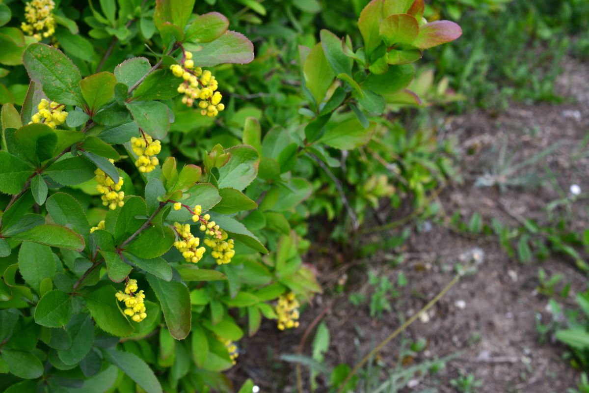 Barberry