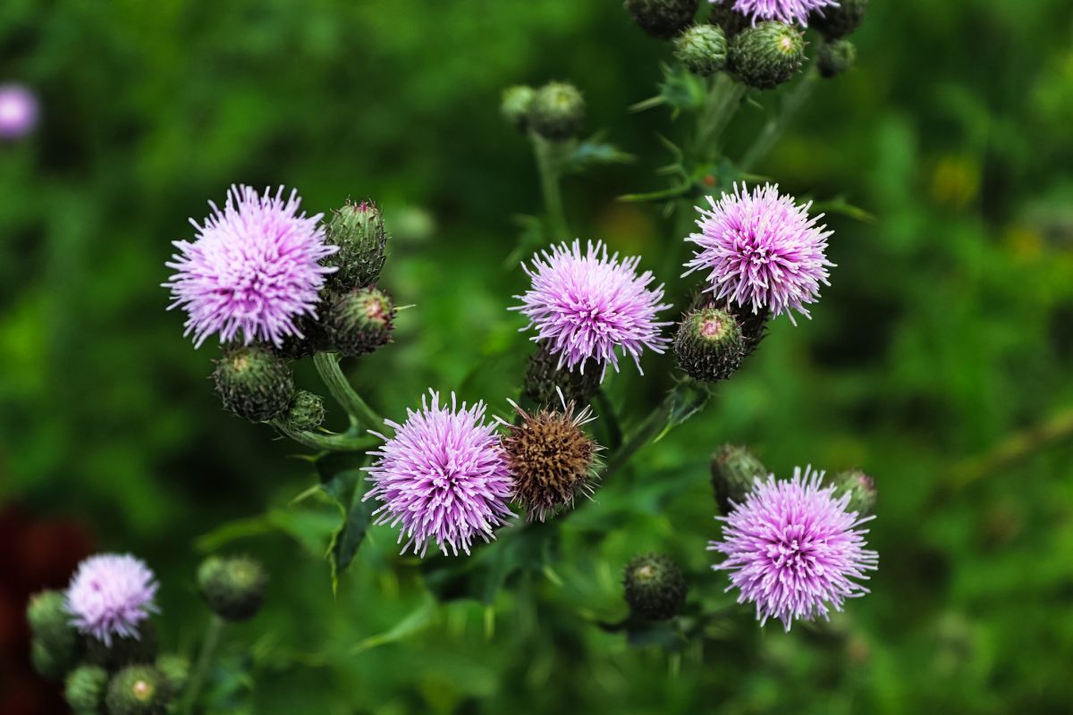 Canada Thistle