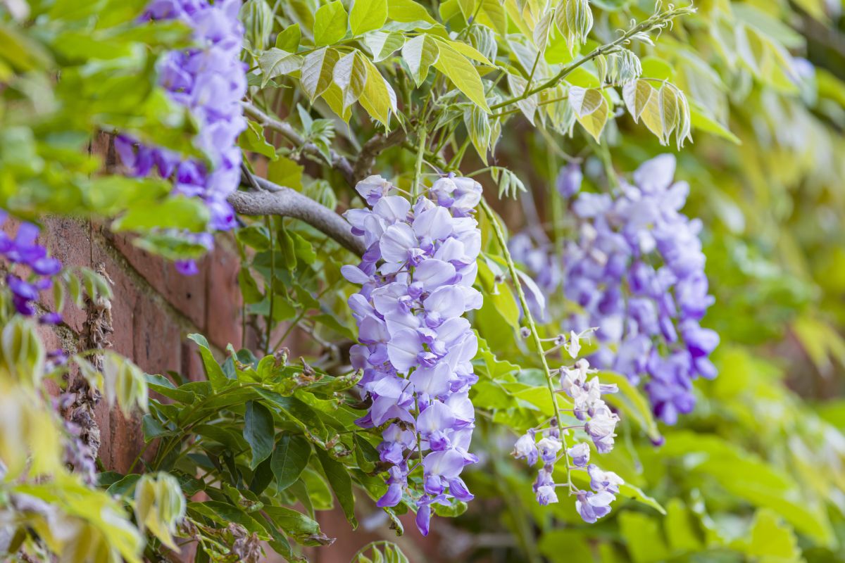 Chinese Wisteria