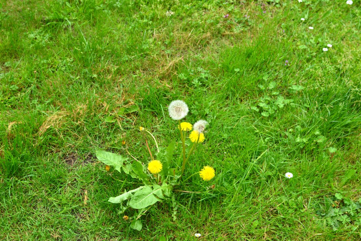 10 Worst Invasive Plants In Your Yard – And How To Remove Them