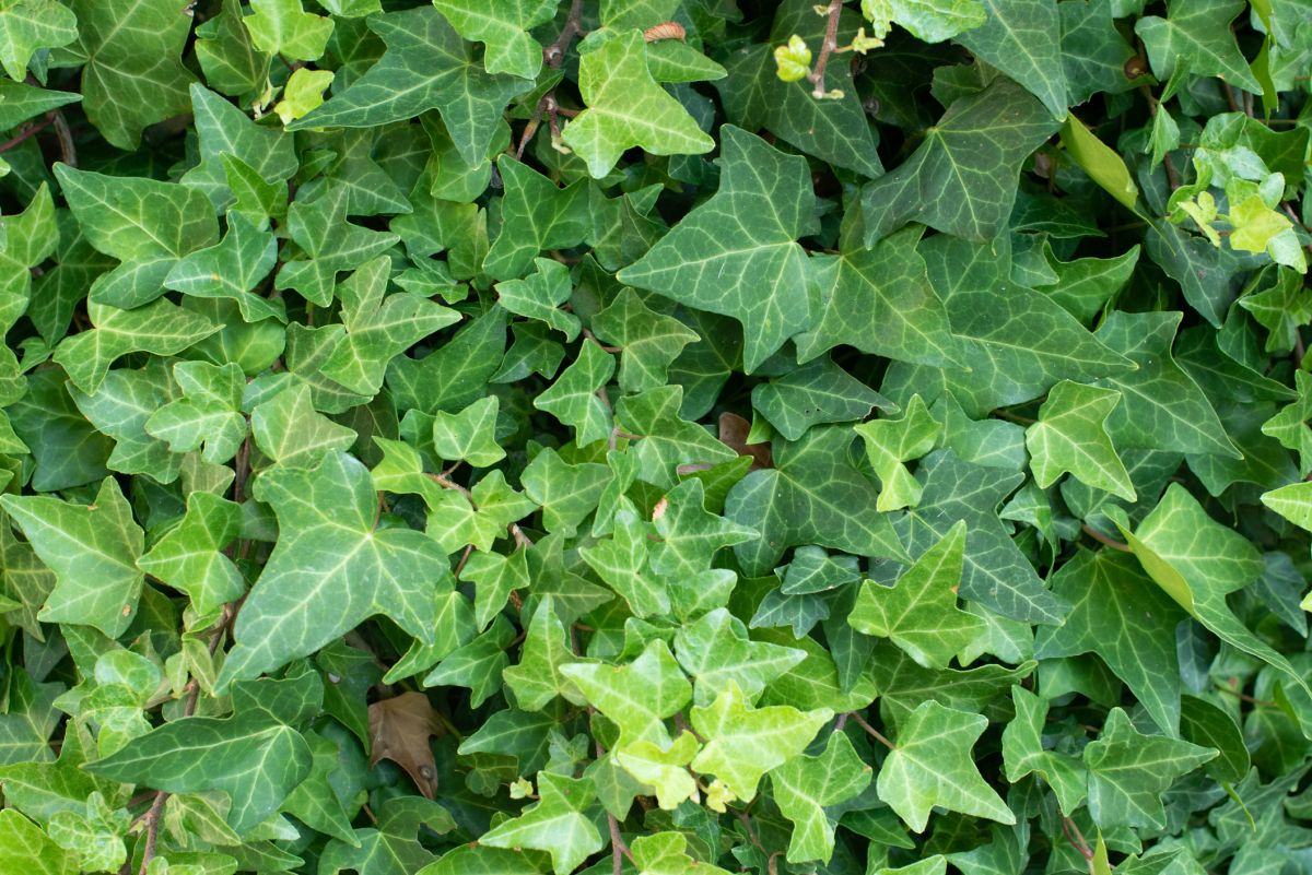 English Ivy