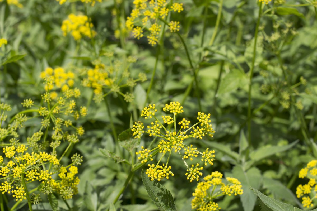 Wild Parsnip