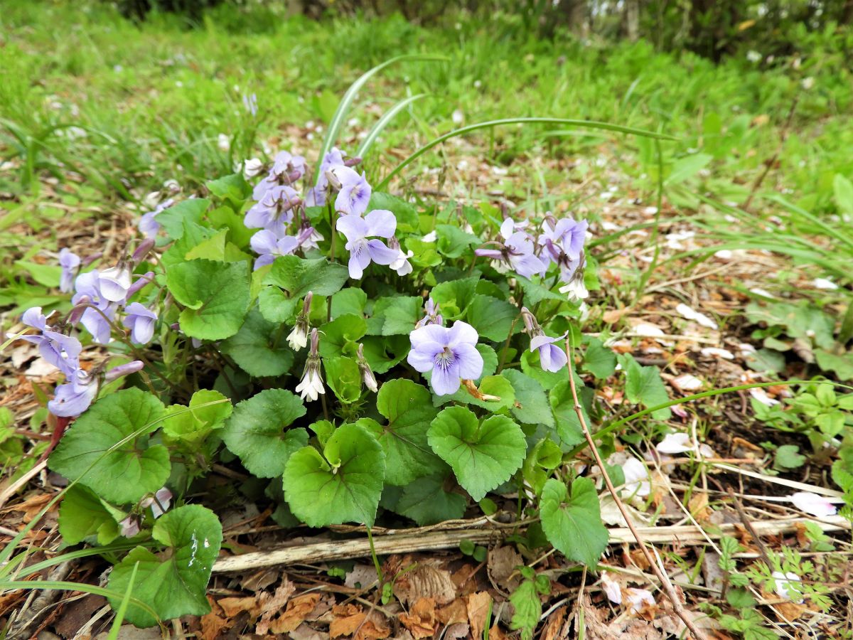 Wild Violets