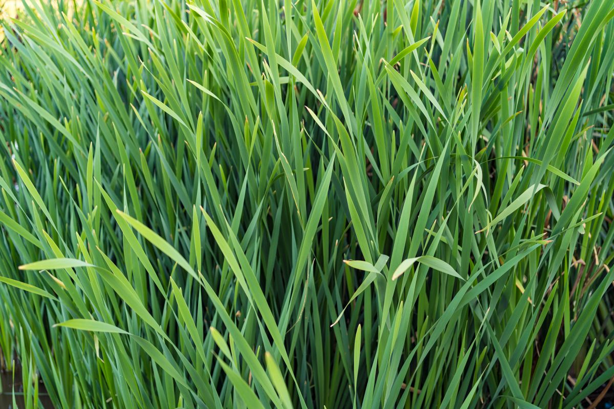 quackgrass