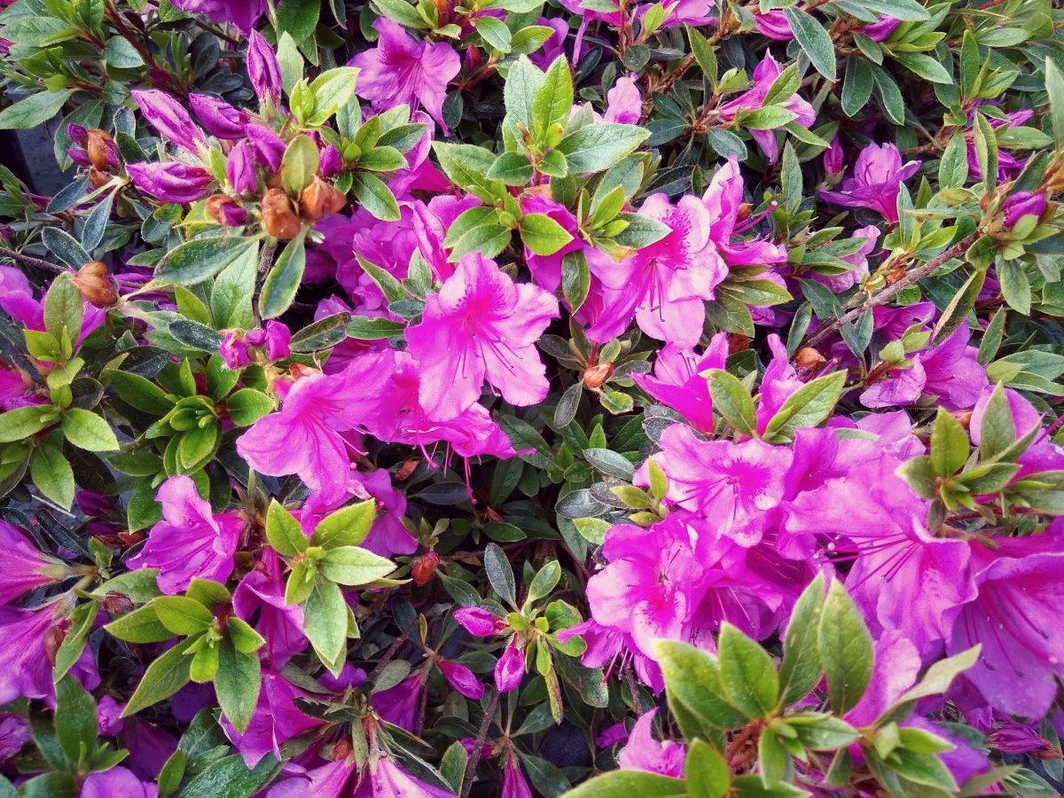 Azalea