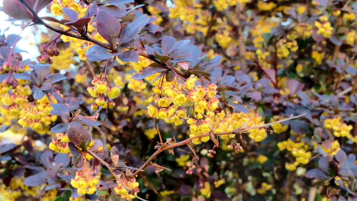 Poisonous Landscaping Shrubs and Flowers