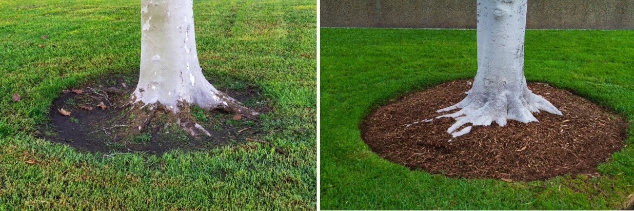 Best and Worst Garden Mulch