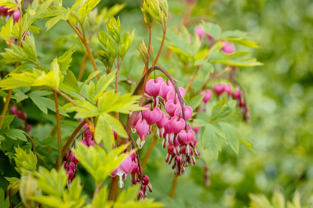 Bleeding Heart