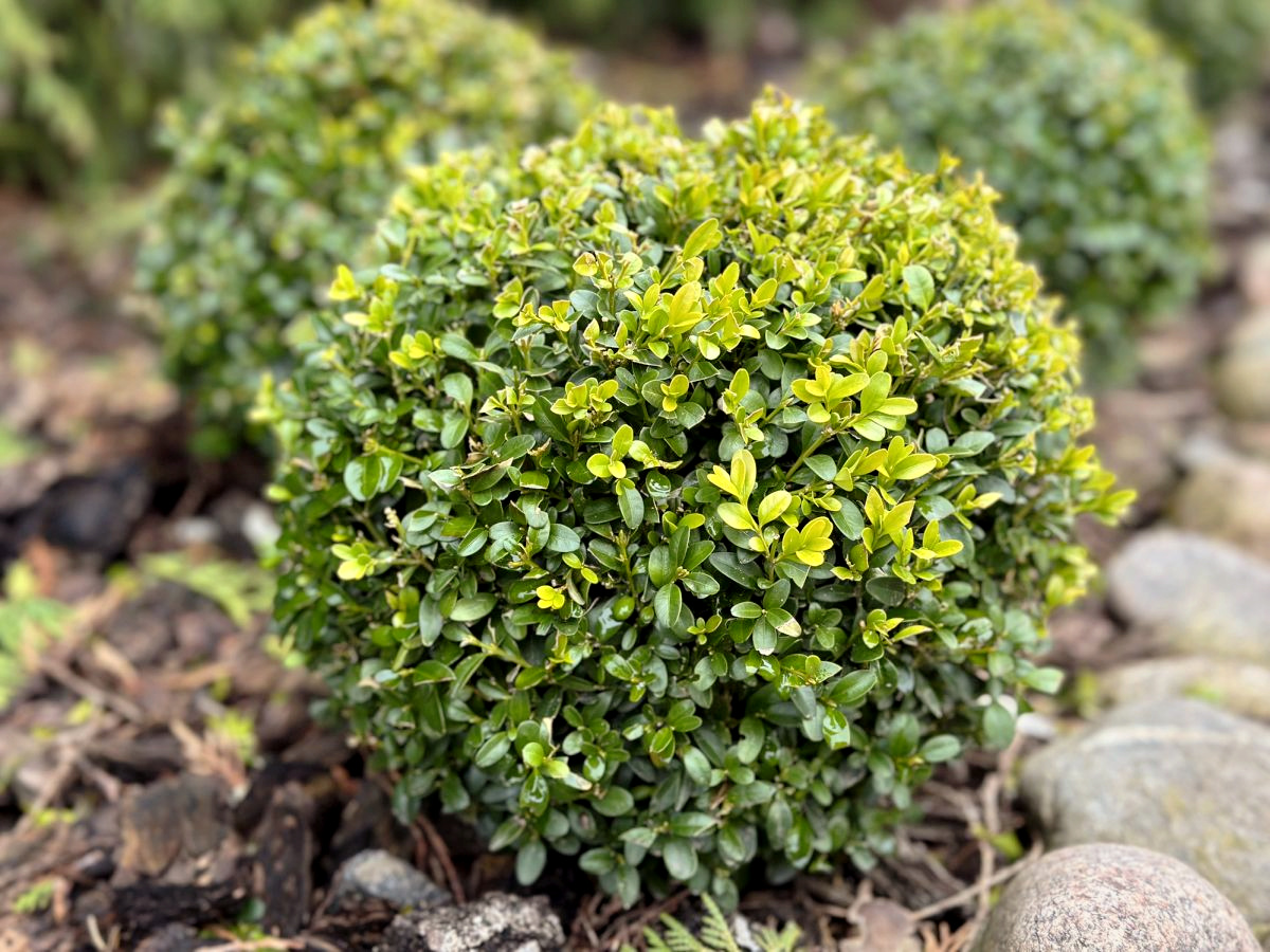 Boxwood 