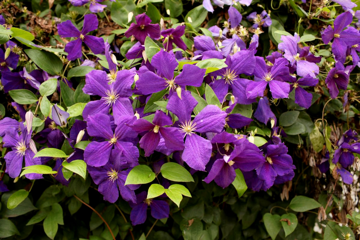 Clematis