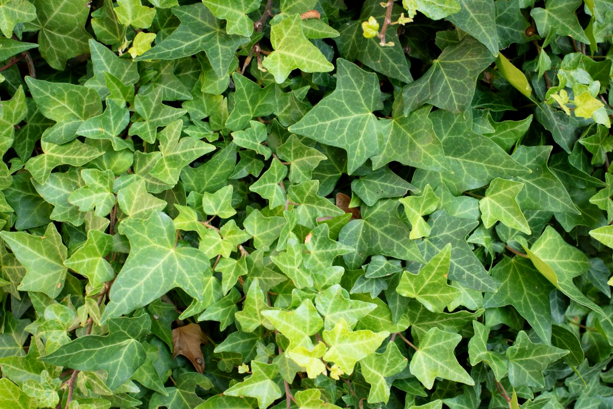 English Ivy