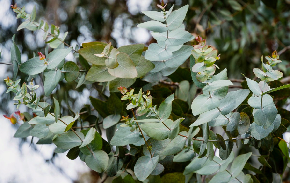 Eucalyptus