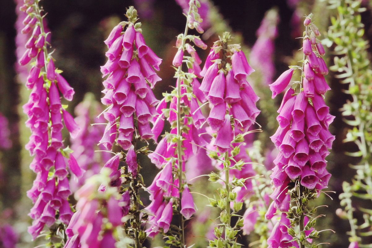 Foxglove