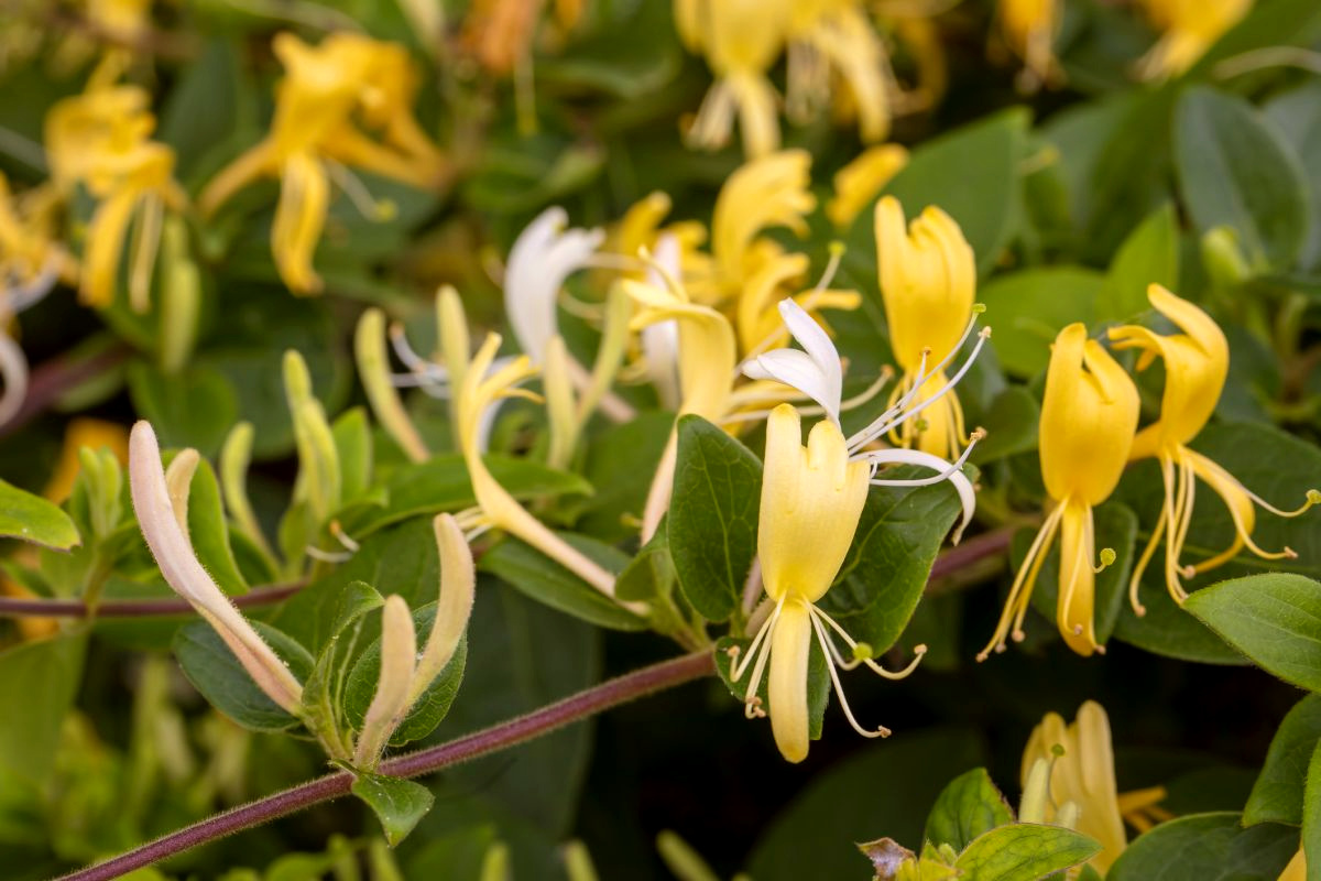 Honeysuckle