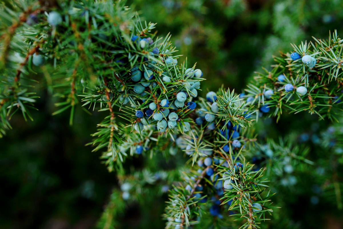 Juniper