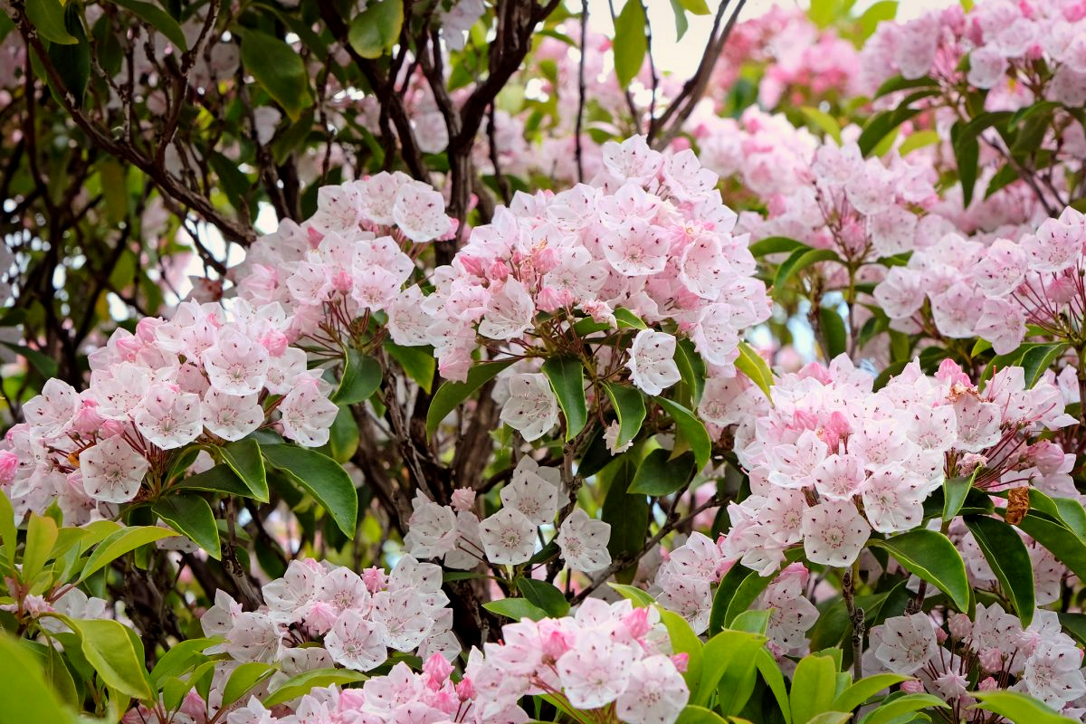 Mountain Laurel