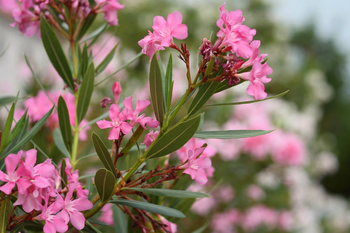 Oleander