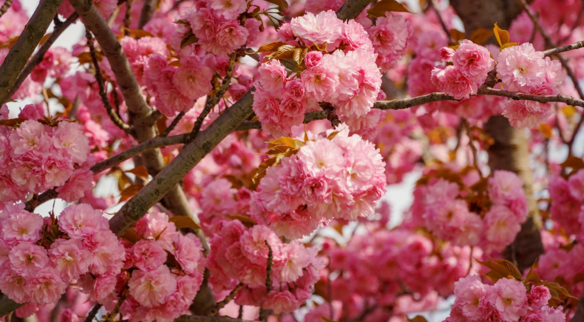 Ornamental Cherry Trees 