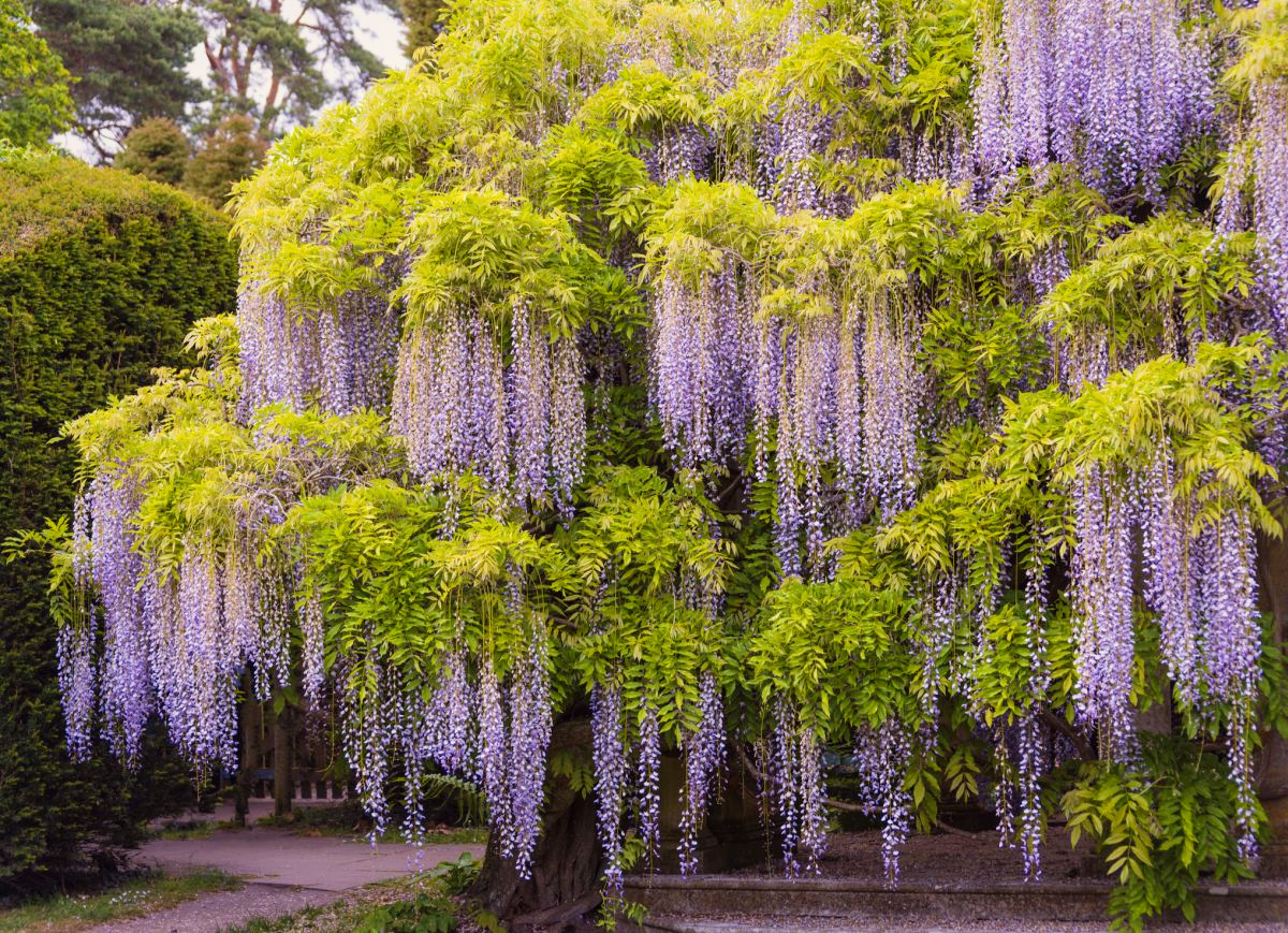 Wisteria