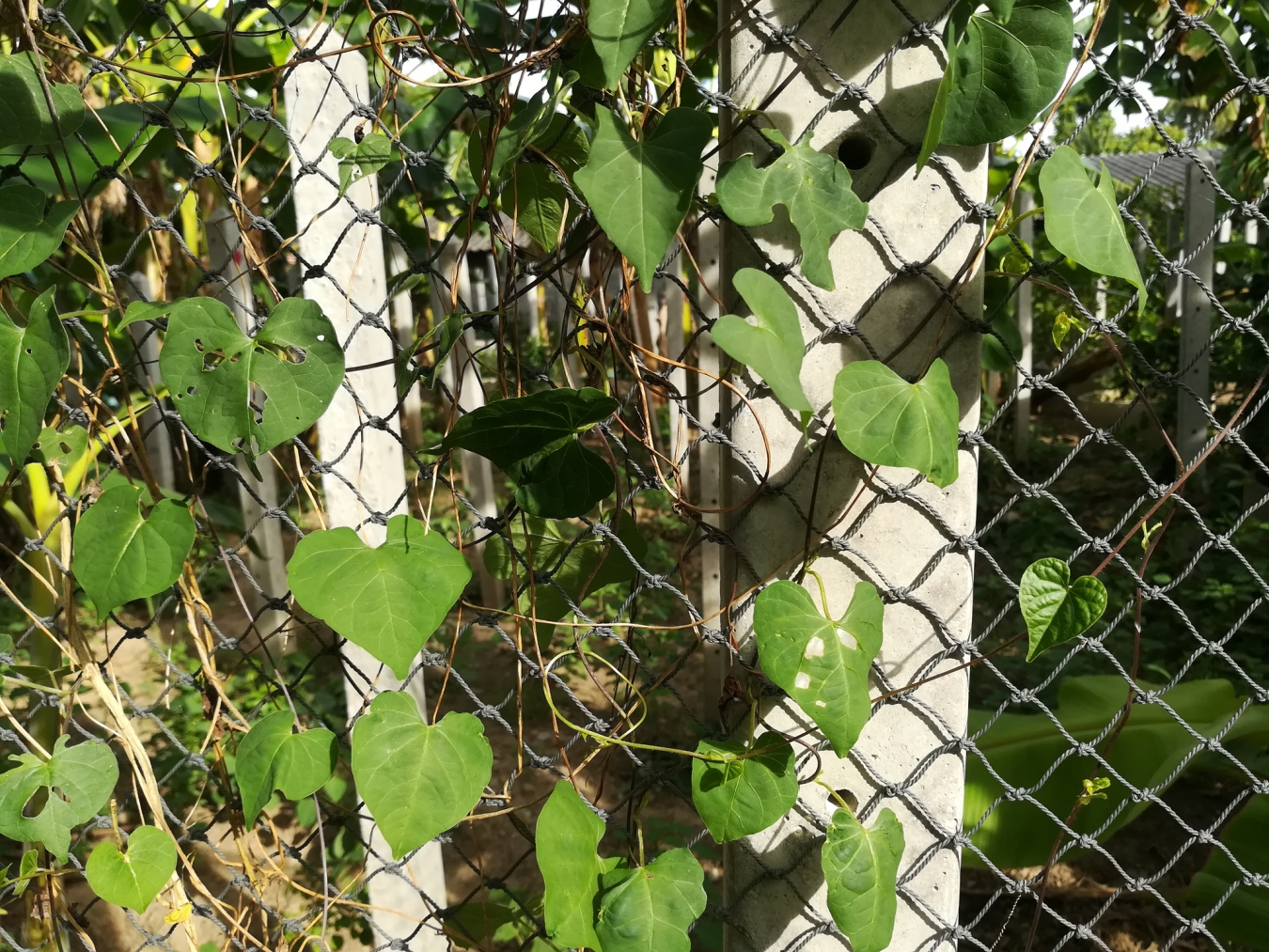 How To Make a Chain Link Fence Look Good