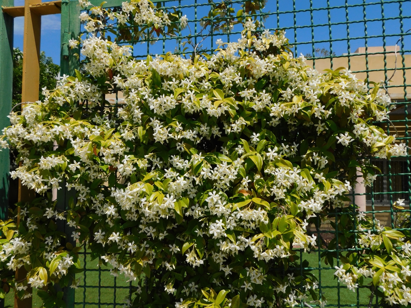 Hanging flowers chaing link