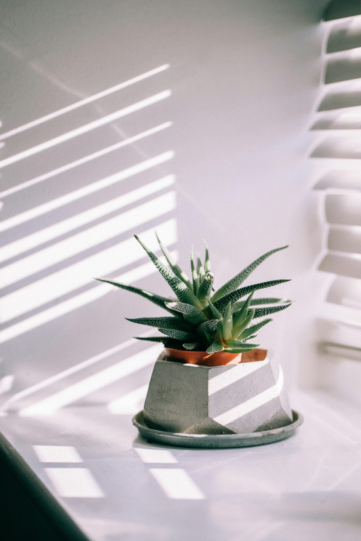 Aloe Vera plant