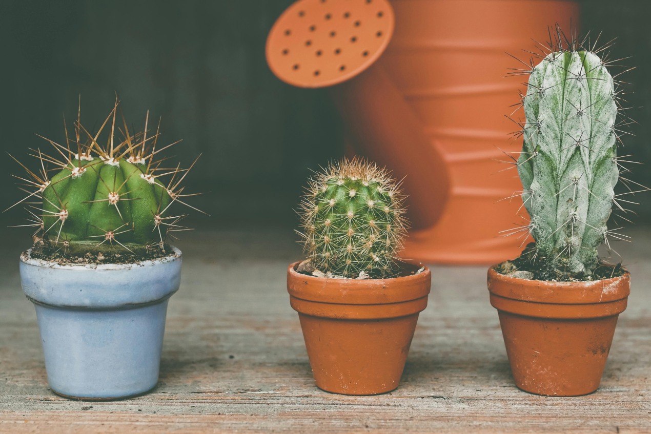 Cacti