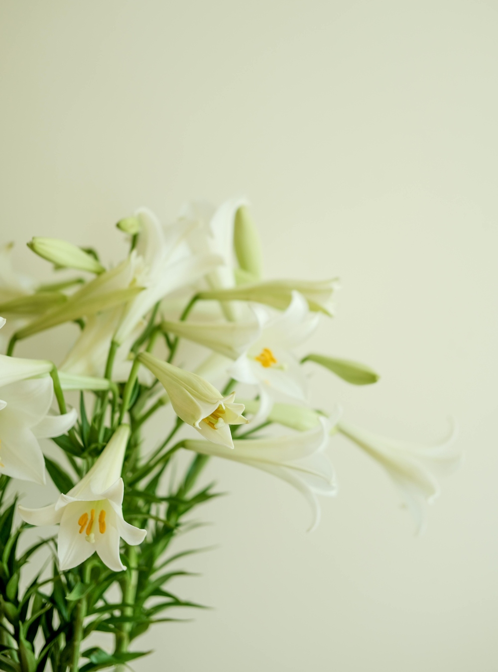 Easter Lilies